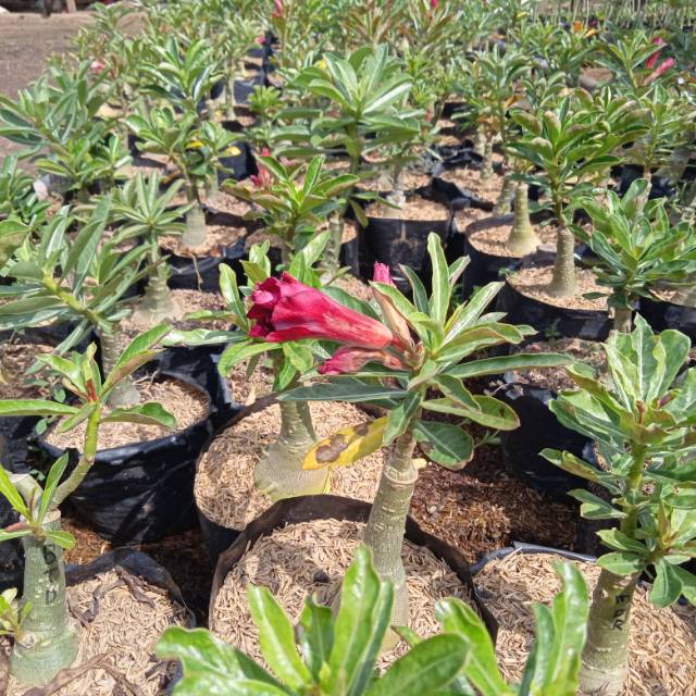 Adenium tumpuk size B