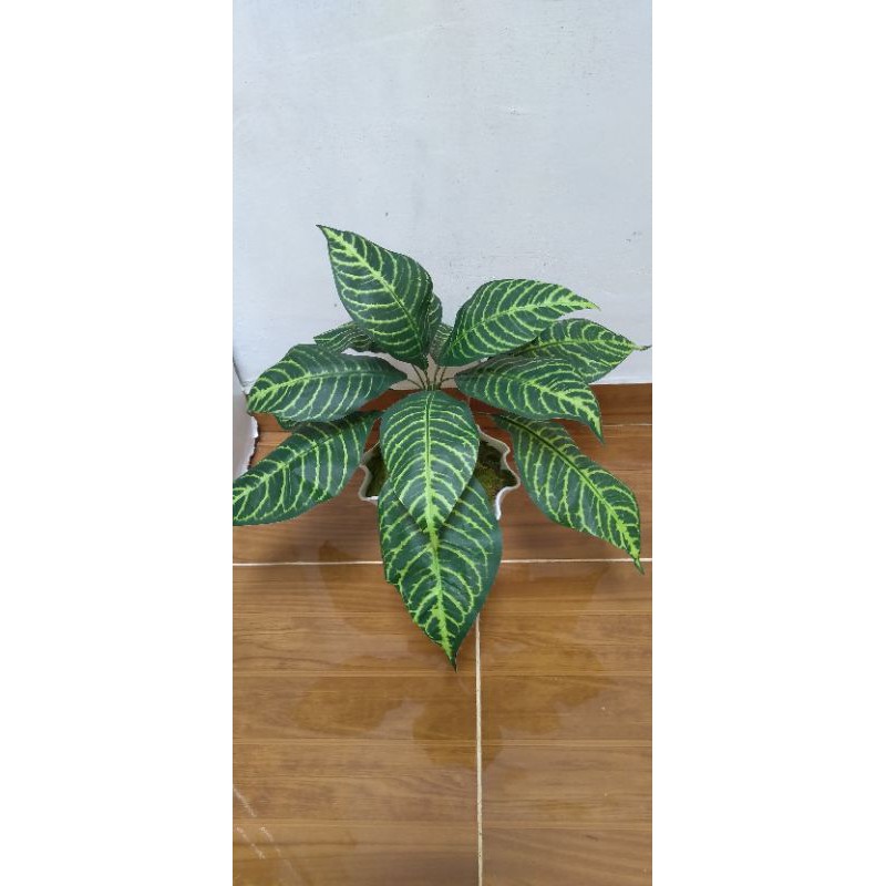 Daun Keladi Zebra Artificial Shopee Indonesia