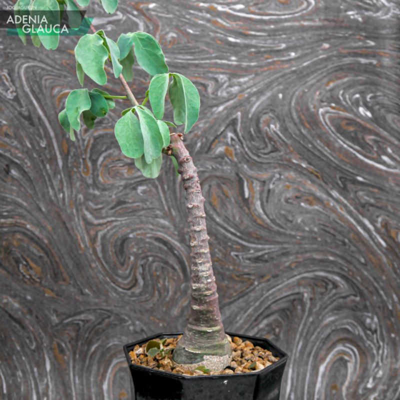 Adenia Glauca Tanaman Caudex