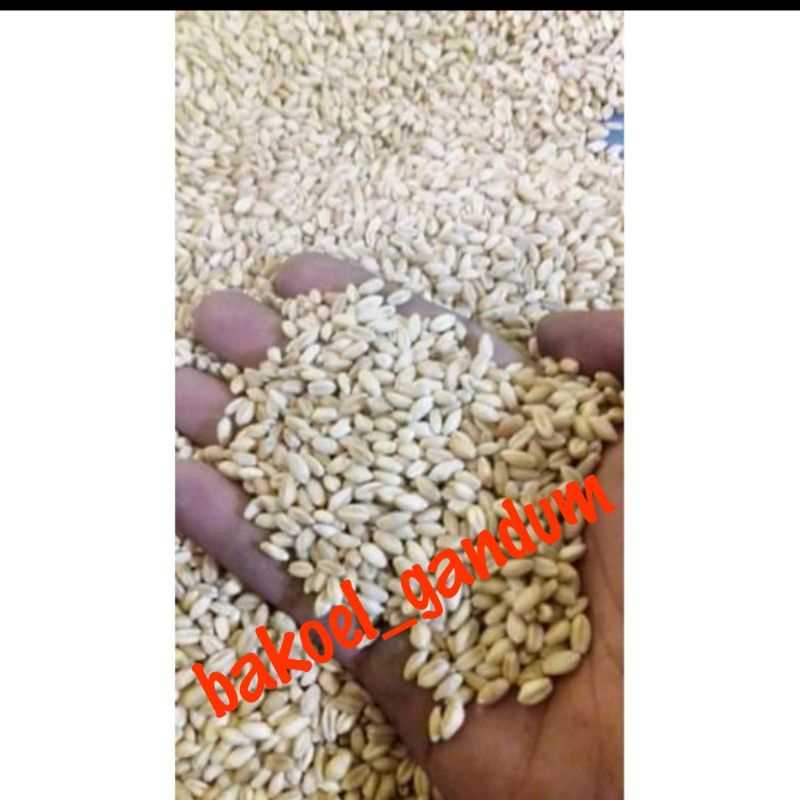 Benih Gandum 1 KG / Benih Catgrass / Rumput Kucing / Wheatgrass / Rumput Diet