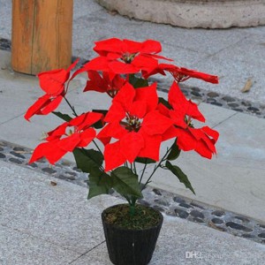 BUNGA NATAL POSENTIA MERAH CHRISTMAS FLOWER PONSETIA BELUDRU VELVET