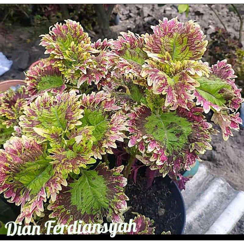 TANAMAN HIAS MIANA ID RATU SEGORO