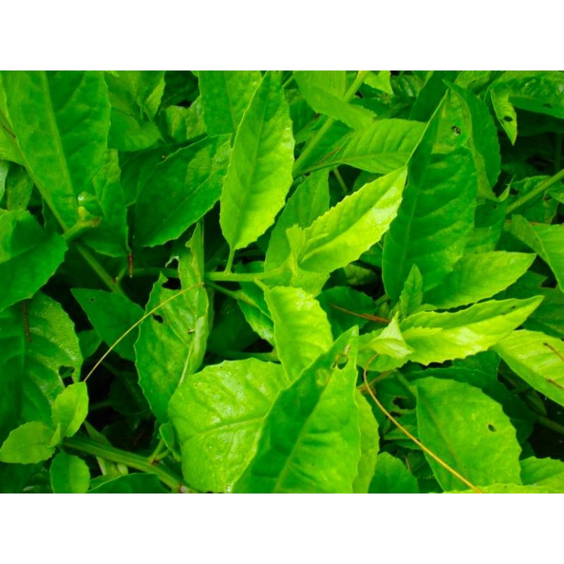 

Daun Sambung Nyawa Segar Murah 5000/kg