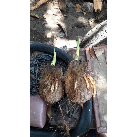 Bahan bonsai kelapa gading  tunas