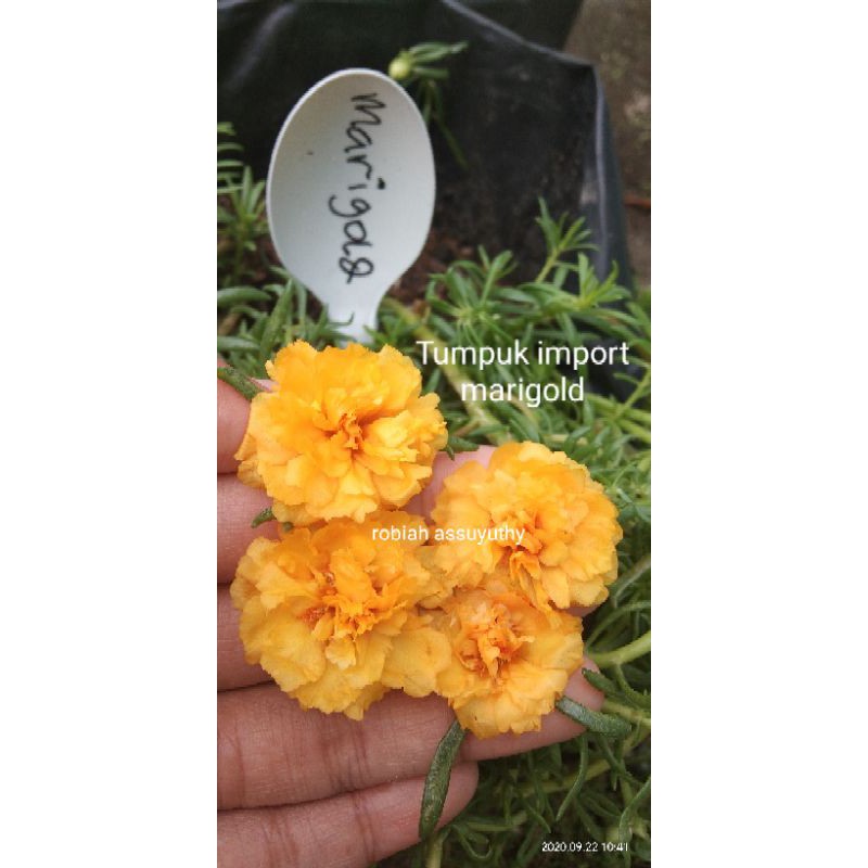 

tumpuk import marigold