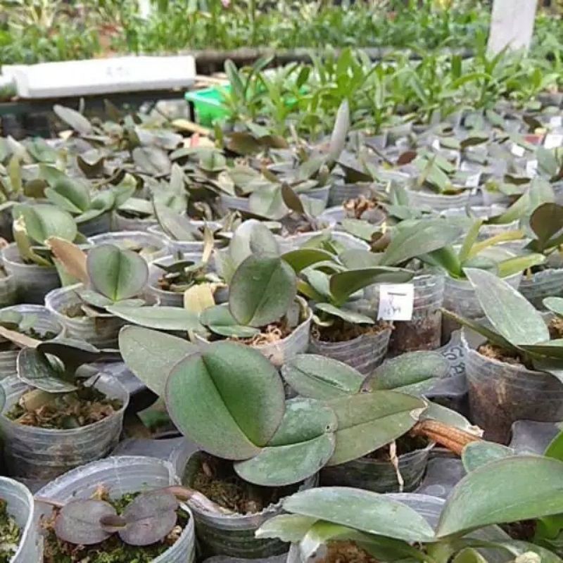 10 bonus 1 seedling anggrek bulan jumbo taiwan hibrid premium