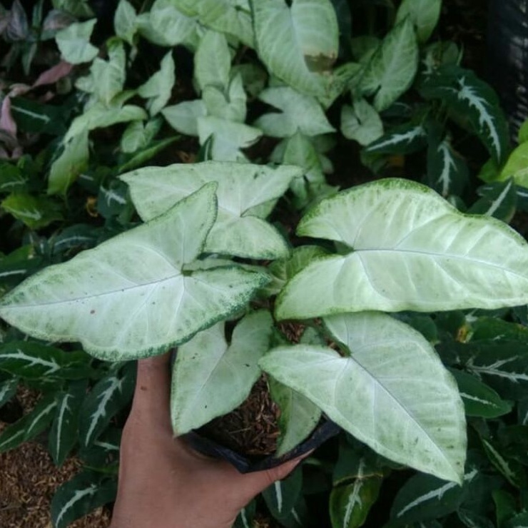 DIARY PETANI - Tanaman Hias Syngonium Batik Putih