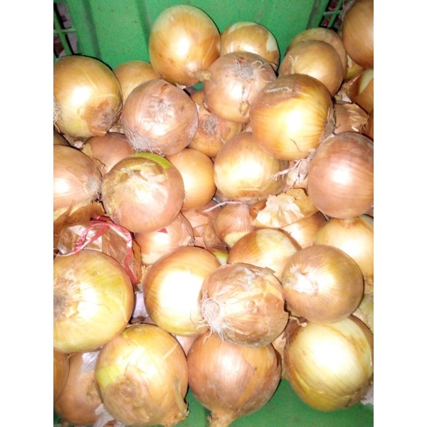 

bawang Bombay 50-60