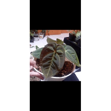 anthurium dressleri pure