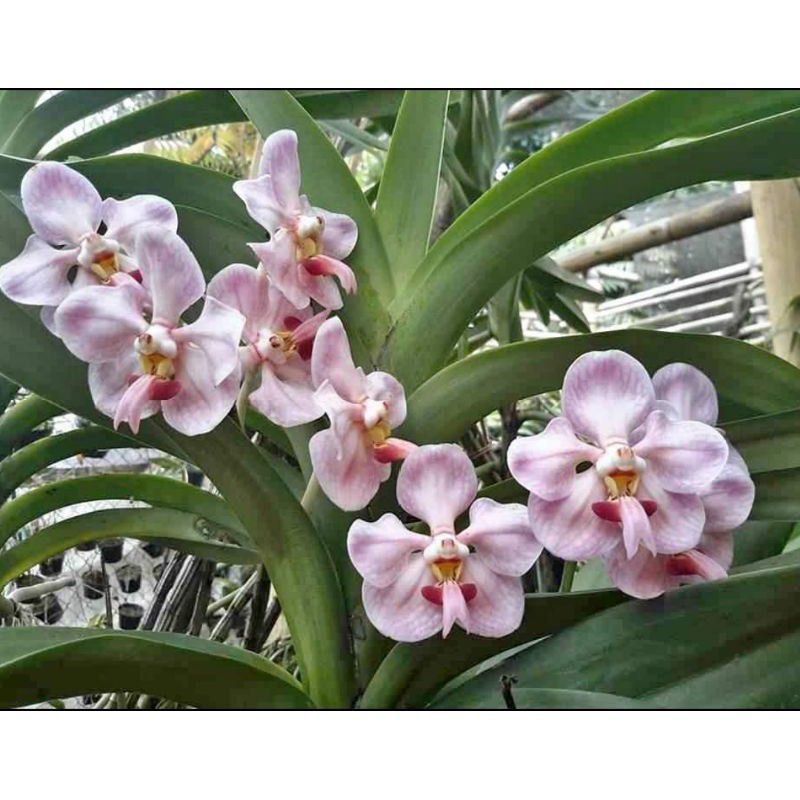 Vanda foetida anggrek