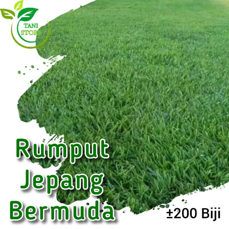 ±200 Biji benih rumput jepang bermuda_rumput lapangan golf