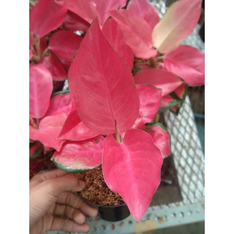 AGLAONEMA RED MAJESTY SPECIAL