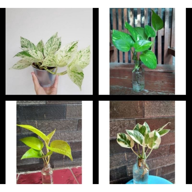 Paket Sirih gading (Marble, hijau,njoy/varigata,kuning)