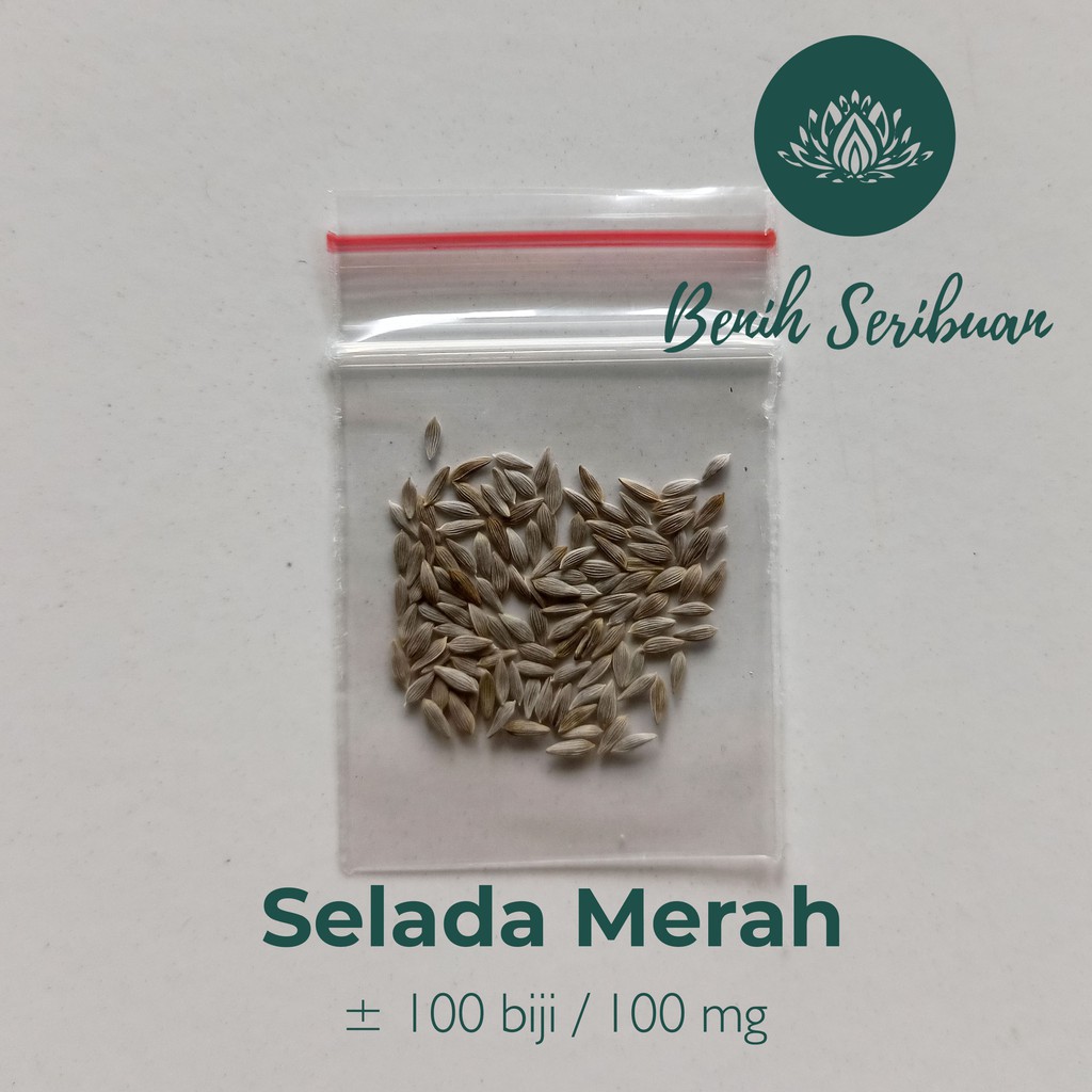 Benih Seribuan - 100 Benih Sayuran Selada Keriting Merah Unggul