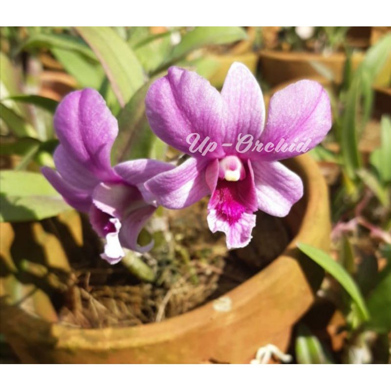 Anggrek  Dendrobium Dewasa Mini Princess Pink Plant Mini Dewasa dan Spike