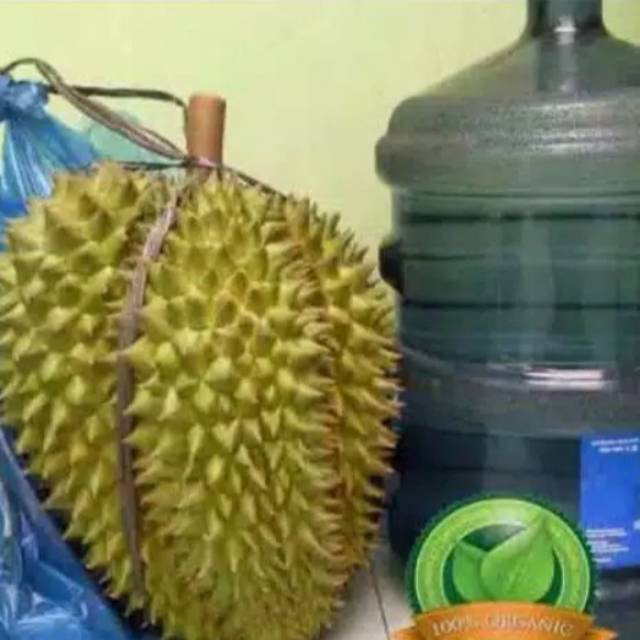 Bibit durian bawor kaki 3 super