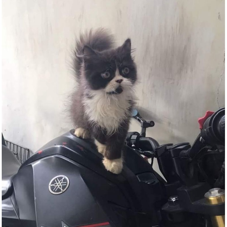 kucing lucu hitam putih