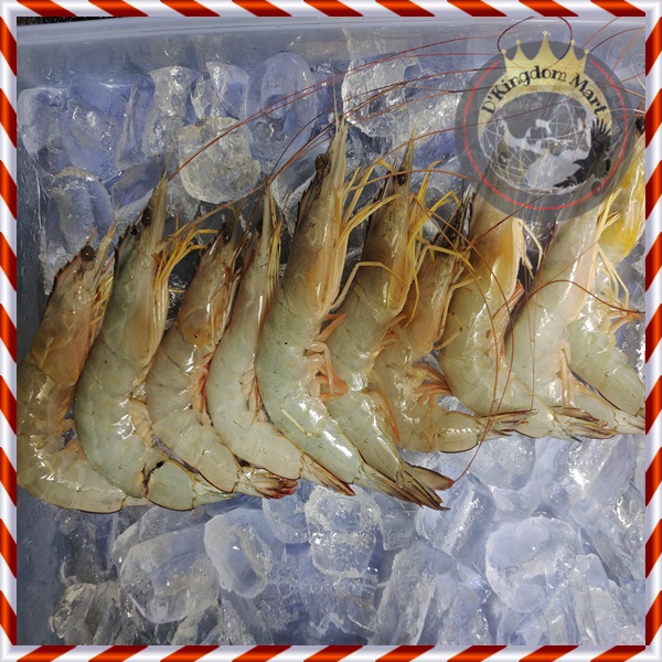 Udang Windu Segar /FRESH JUMBO XXL kualitas EKSPOR 500gr isi 10-13 - 500 gram