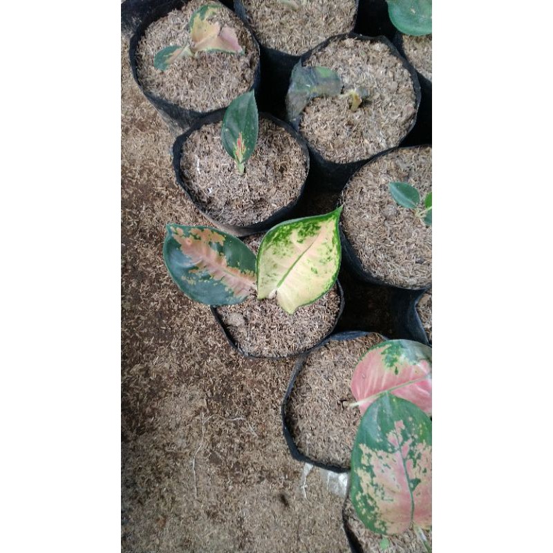 Baby Aglonema Sultan Brunei