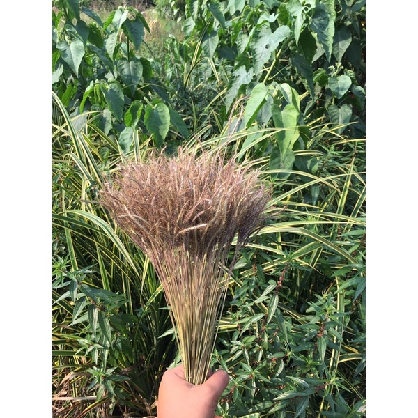 Bunga Rumput Grinting Ungu Kering/ Rumput kering/Dry Grass/Dried Flowers