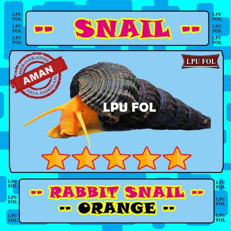 Keong Rabbit Snail - Orange Snail