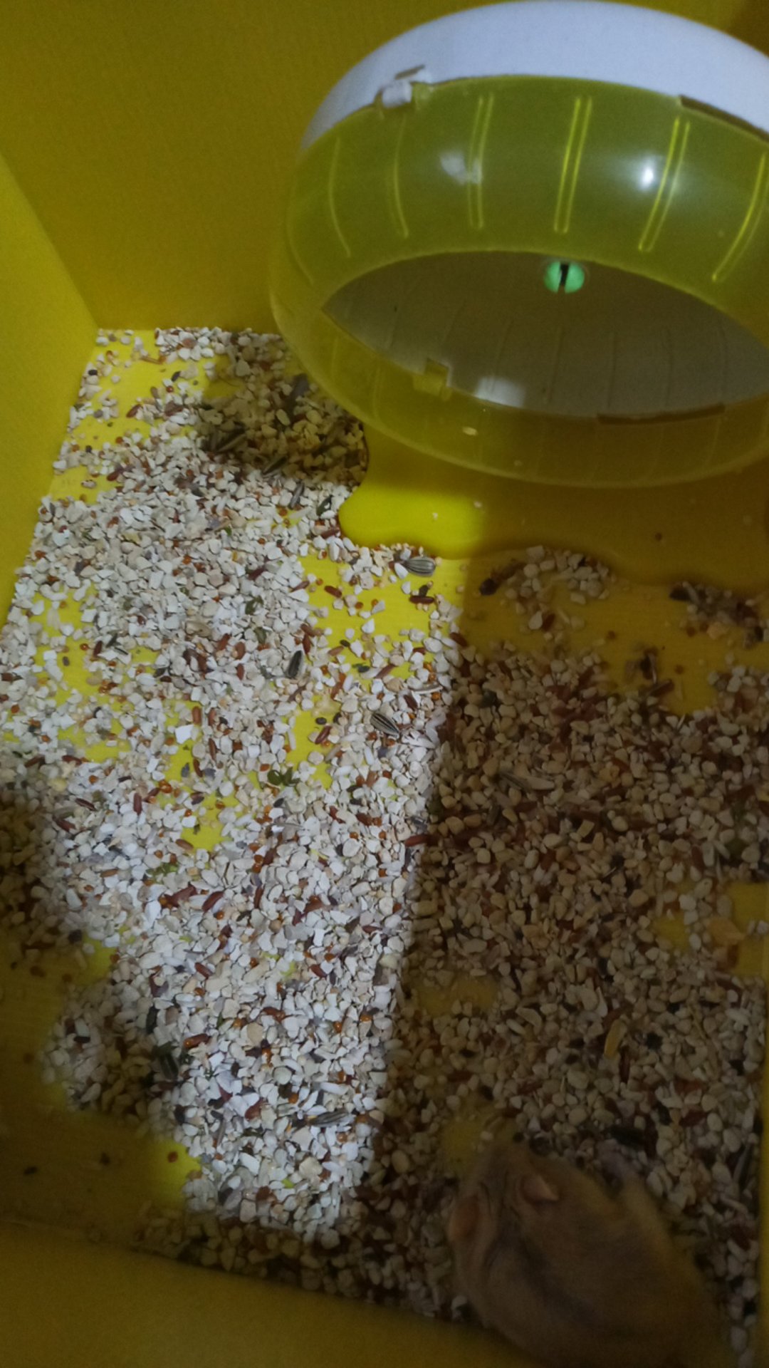 Millet Merah Putih 1kg