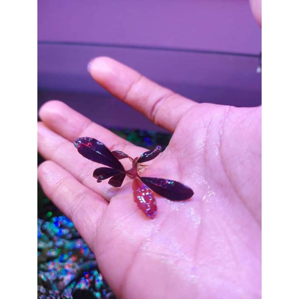 bucephalandra brownie ghost 2011/2012