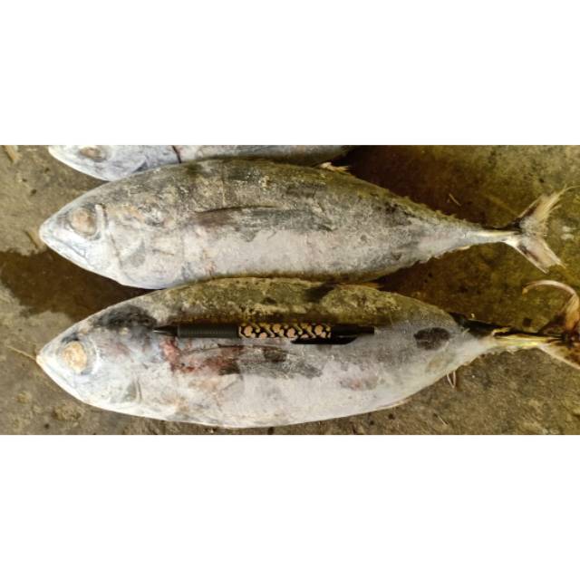 

Baby Tuna 1kg