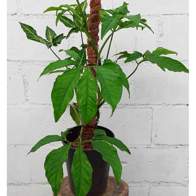 TANAMAN HIAS SYNGONIUM ANGUSTATUM / TANAMAN SYNGONIUM JARI