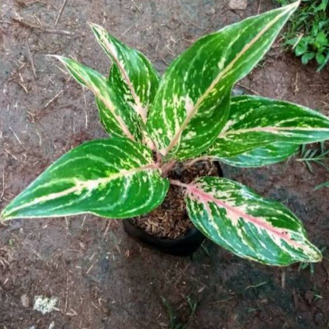 Tanaman hias aglonema butterfly  aglonema butterfly