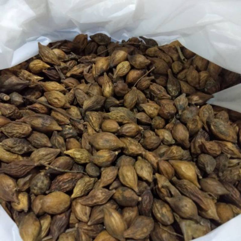 

biji ketapang 200.000 per 1kg