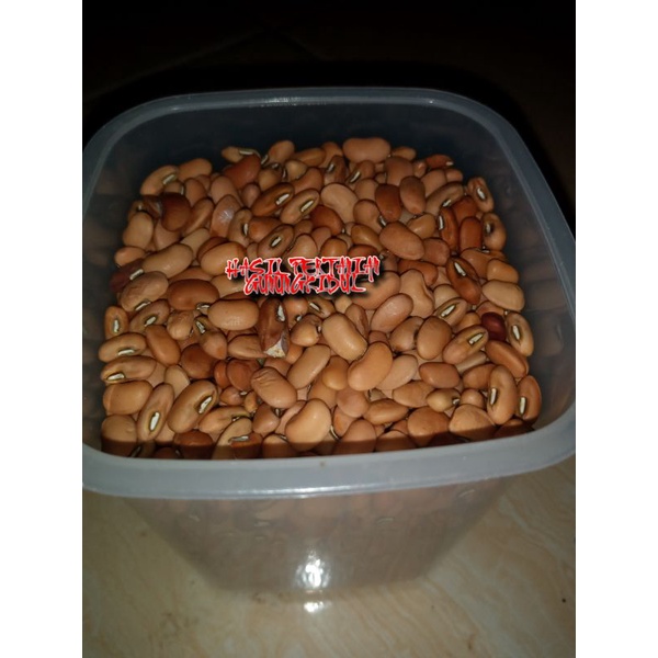 

KACANGTOLO/KACANGTUNGGAK/KACANGMERAH