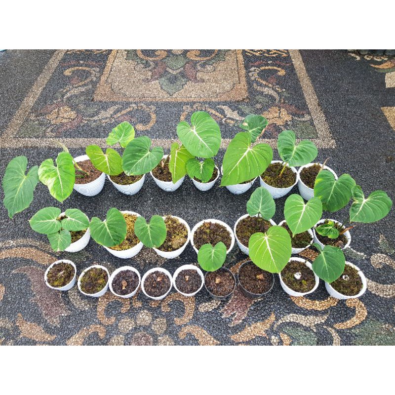 Philodendron Gloriosum 1 Daun