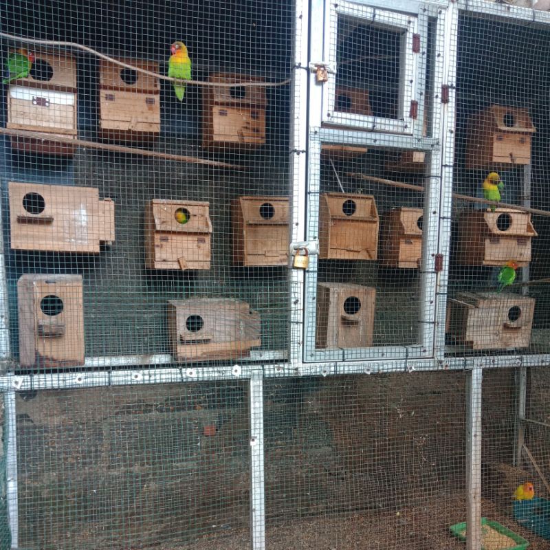 Burung love bird pasangan produksi jamin sepasang produksi anakan