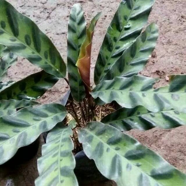 Tanaman hais calathea lancifolia meranti bulu ayam - merati - meranta - ABR