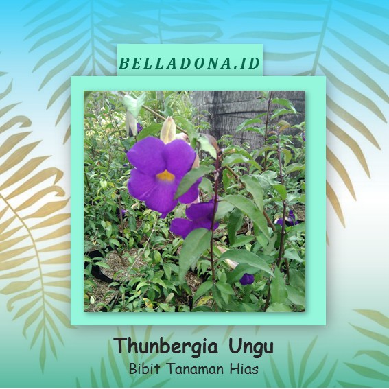 Bibit Tanaman Merambat Thunbergia Ungu