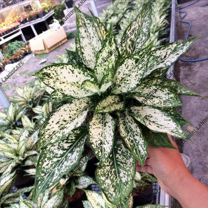 Tanaman Hias Aglonema Siam Paragon -Tanaman Aglonema-Aglonema Siam Paragon-kembang hidup asli