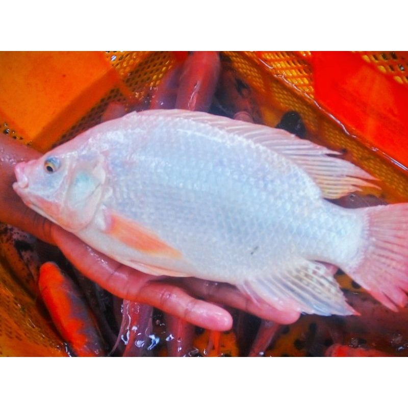 

Ikan Nila Merah Konsumsi
