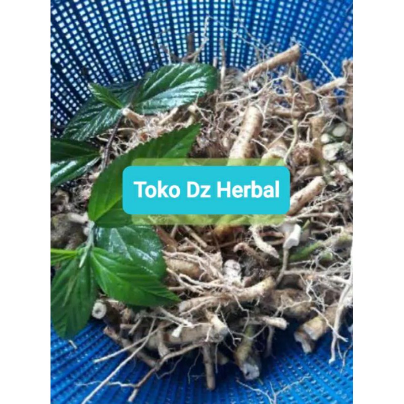 

Akar sidaguri jantan segar 300 gram-az