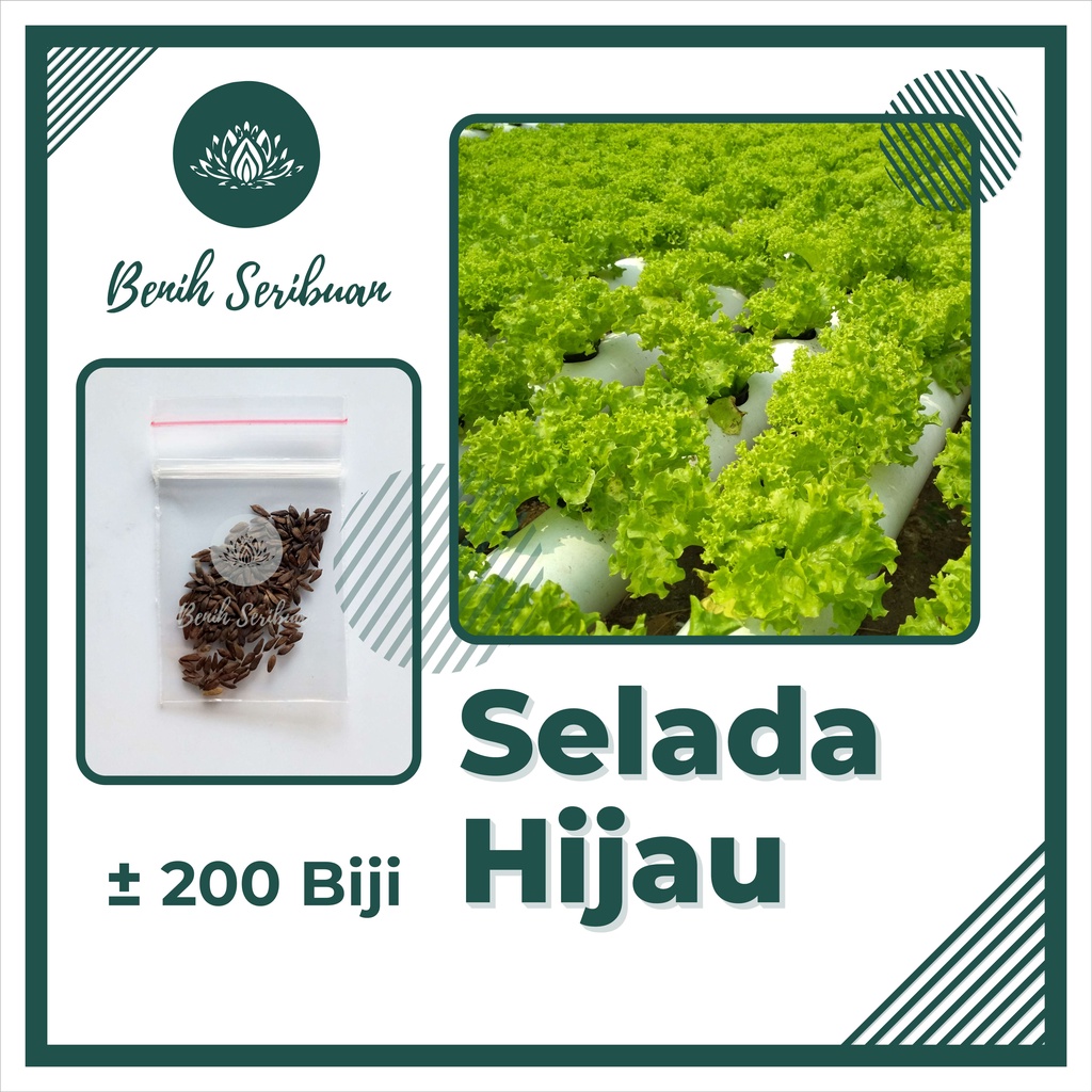 TERMURAH Benih Sayuran Bibit Sayuran Hidroponik Kangkung Bayam Kol Kubis Sayur Sawi Pakcoy Selada-SELADA HIJAU