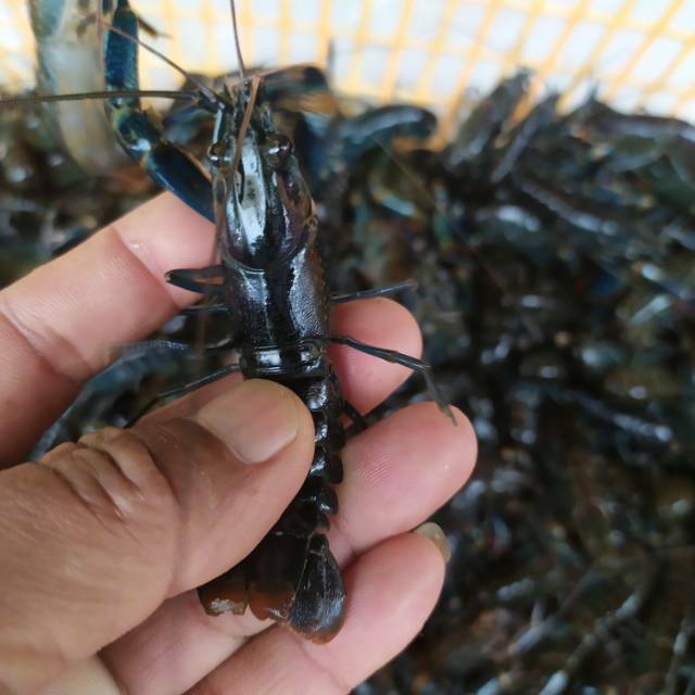 Benih Lobster Air Tawar 2 Inci Up Shopee Indonesia