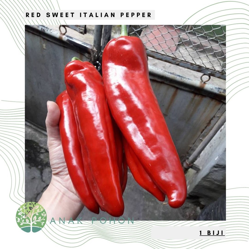 Benih Bibit Biji - Cabai Red Sweet Italian Pepper Paprika Merah Manis Jumbo Pepper Seeds