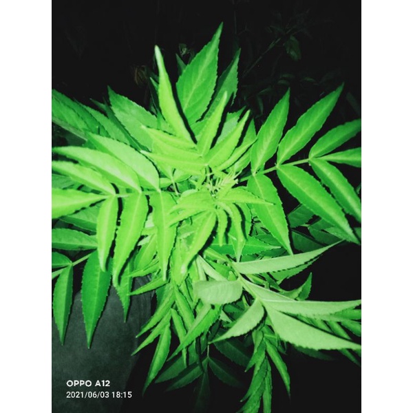 

daun sangitan segar 500gram