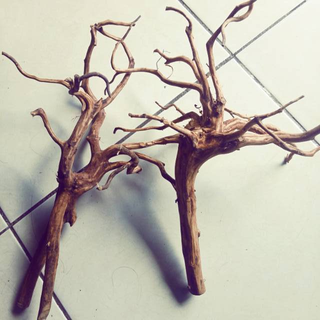 Kayu rasamala aquascape