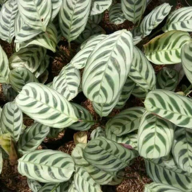 Calathea burle marx/Calathea sepat/calathea spat/maranta merak/calathea Stromata/calatea kalatea