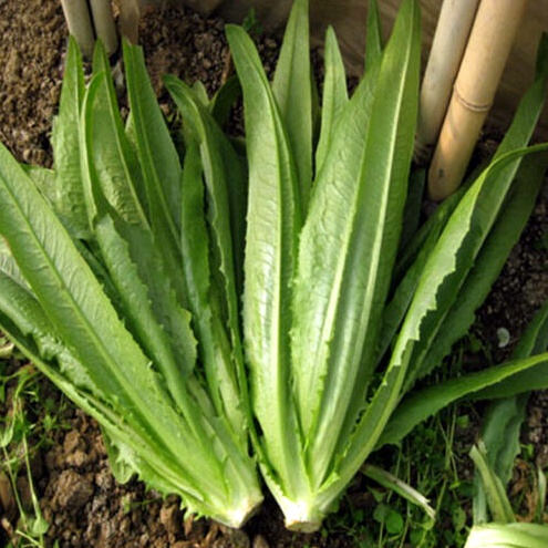 150 Biji - Benih Selada Wangi Siomak POINTED LEAF (You Mai Cai)