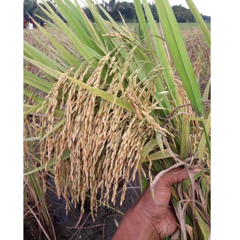 ➫ BENIH PADI MR 219 , BIBIT PADI MR 219 5KG TAHAN REBAH ⇃