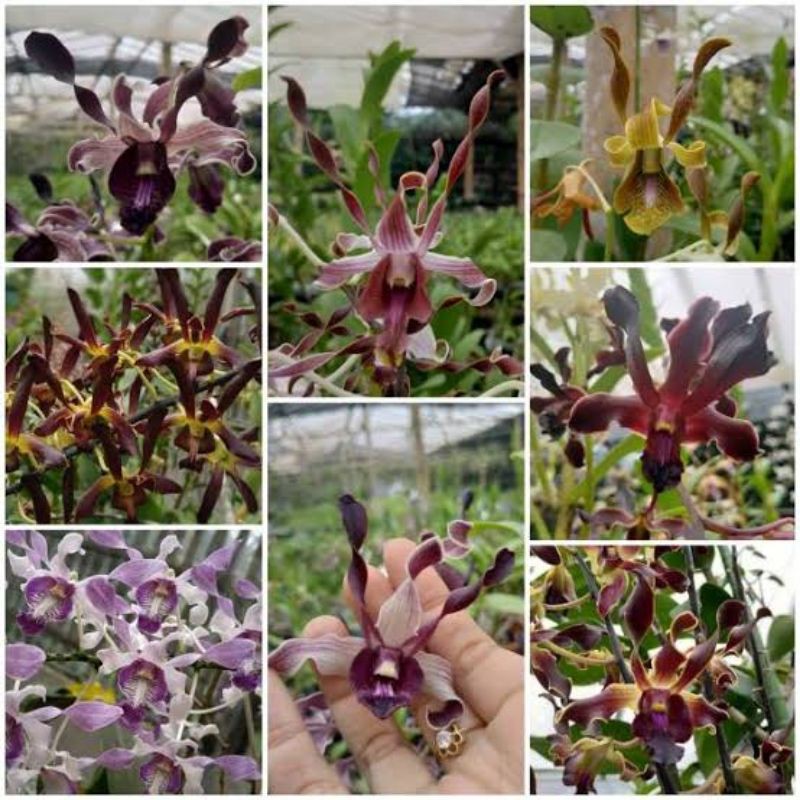 kekii anggrek dendrobium keriting dewasa
