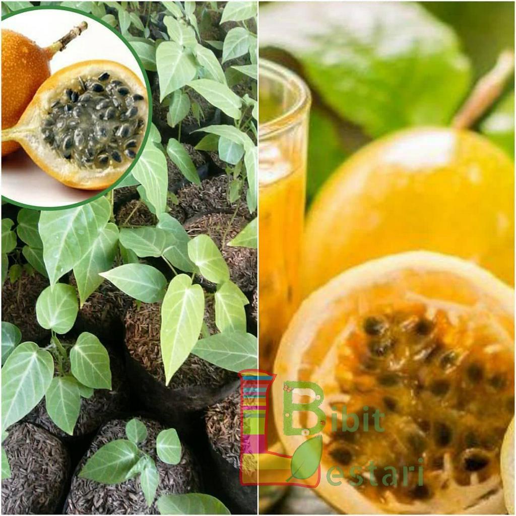 Bibit Markisa Manis Oren - Bibit Buah Markisa