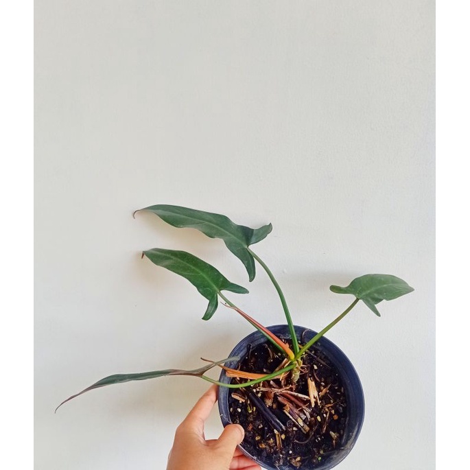 philodendron mexicanum